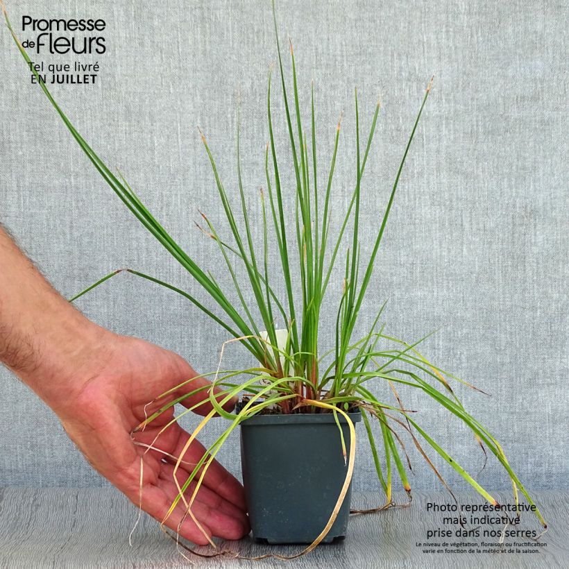 Kniphofia uvaria Redhot Popsicle - Red Hot Poker 8/9 cm pot sample as delivered in summer