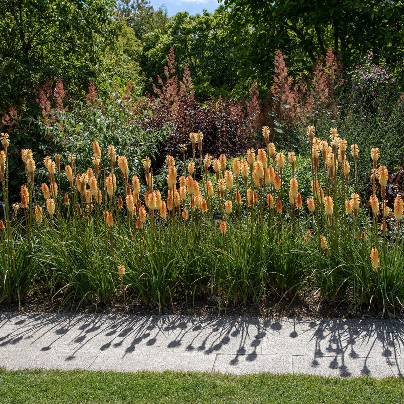 Kniphofia Tawny King - Red Hot Poker (Plant habit)