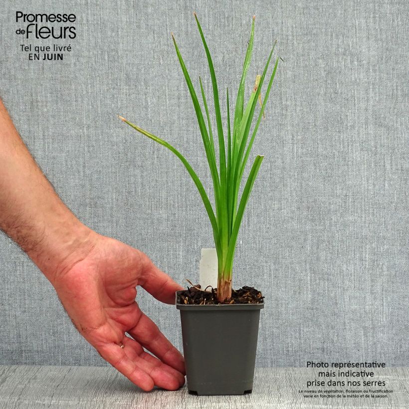 Kniphofia Tawny King - Red Hot Poker 8/9 cm pot sample as delivered in summer