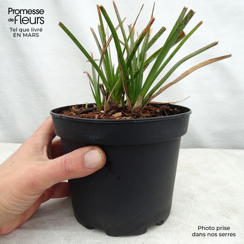Kniphofia Tawny King - Red Hot Poker 2L/3L pot sample as delivered in spring