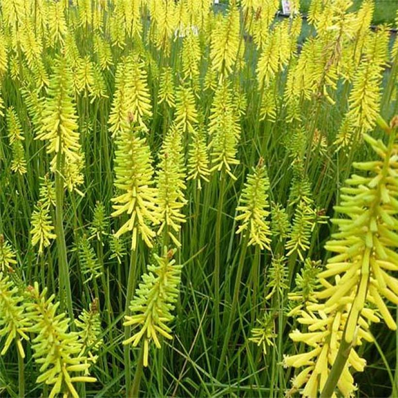 Kniphofia Vanilla - Red Hot Poker (Flowering)