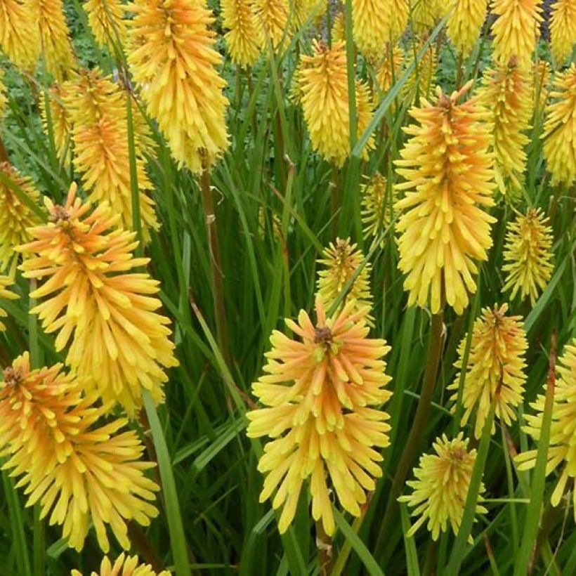 Kniphofia Wrexham Buttercup - Red Hot Poker (Flowering)