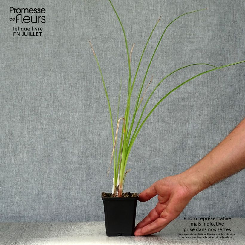 Kniphofia Wrexham Buttercup - Red Hot Poker 8/9 cm pot sample as delivered in summer