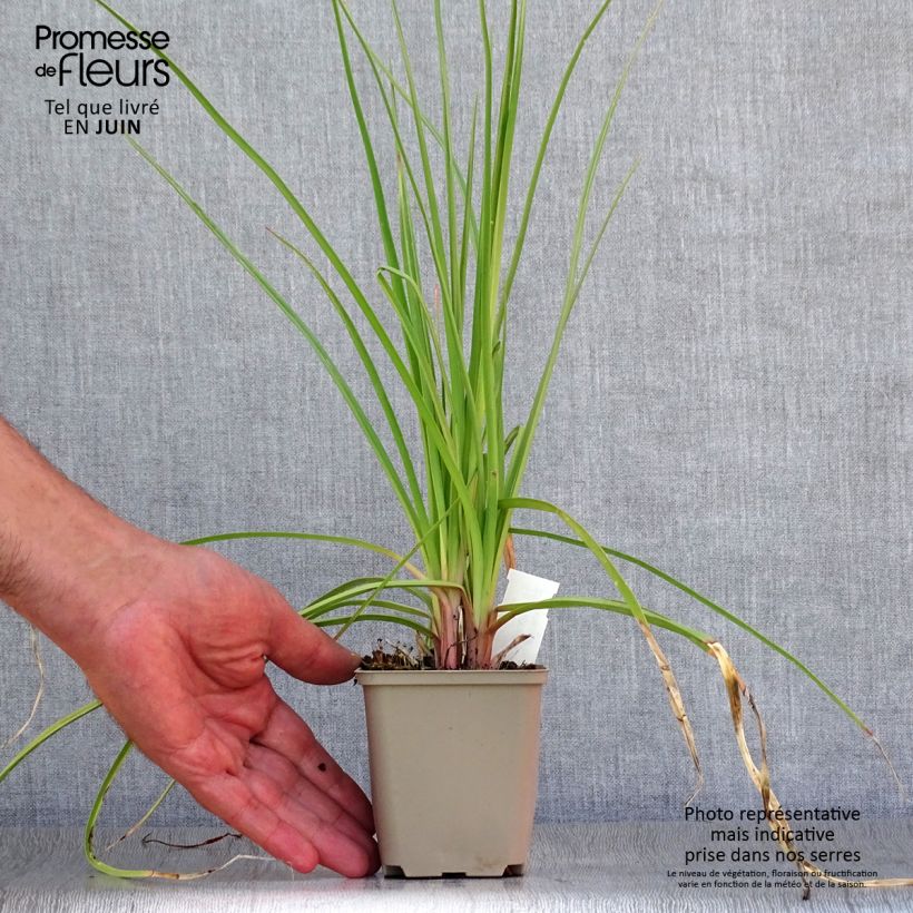 Kniphofia citrina - Red Hot Poker 8/9 cm pot sample as delivered in summer