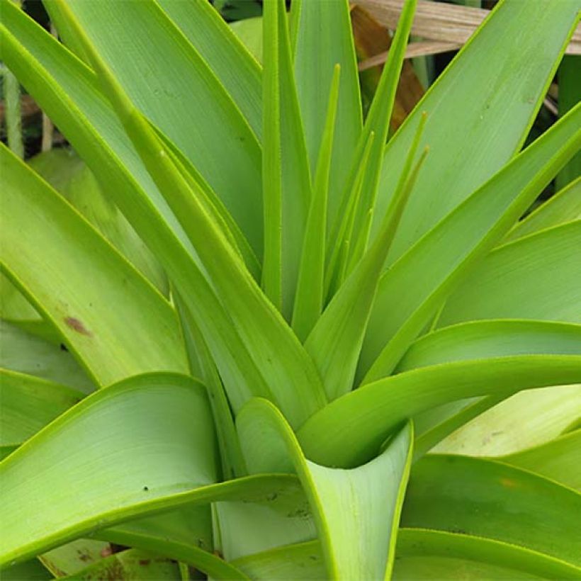 Kniphofia northiae - Giant Red Hot Poker (Foliage)