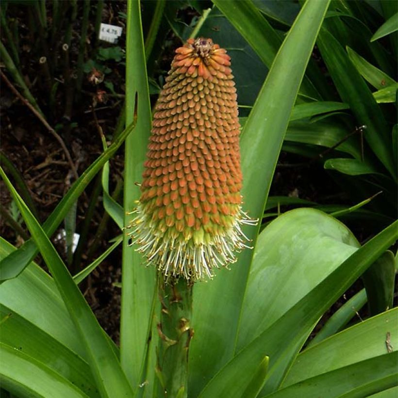 Kniphofia northiae - Giant Red Hot Poker (Flowering)