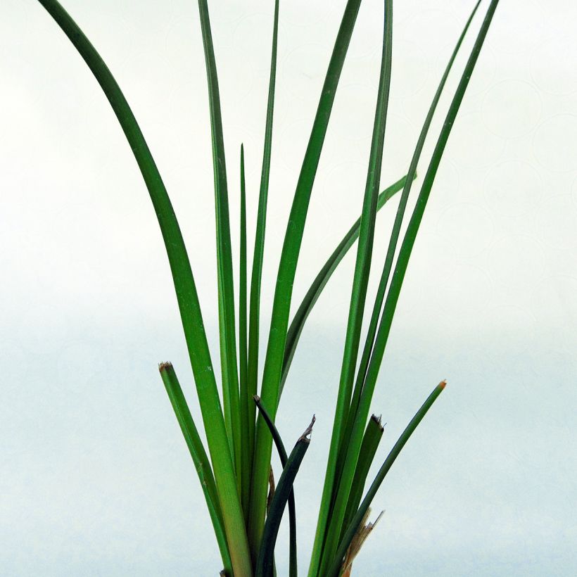 Kniphofia rooperi - Rooper's Red Hot Poker (Foliage)