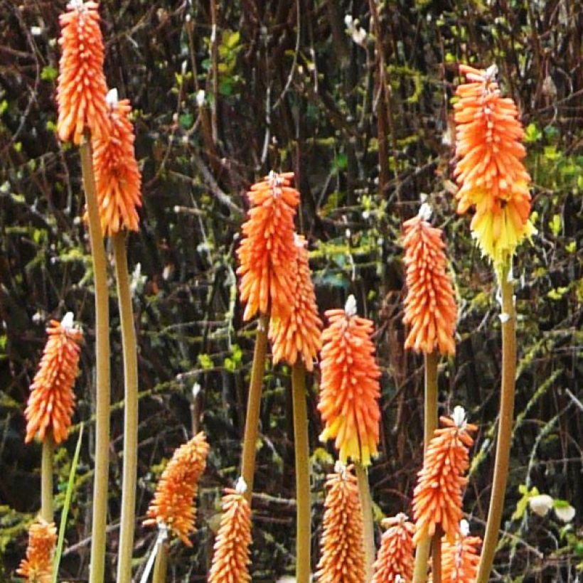 Kniphofia uvaria - Red Hot Poker (Flowering)