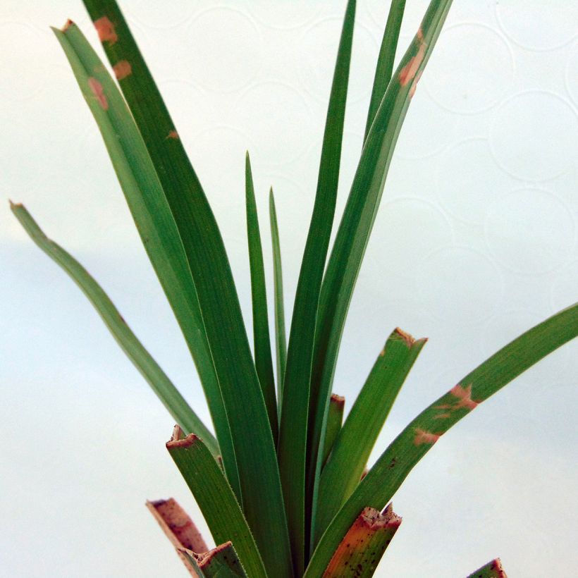 Kniphofia uvaria - Red Hot Poker (Foliage)