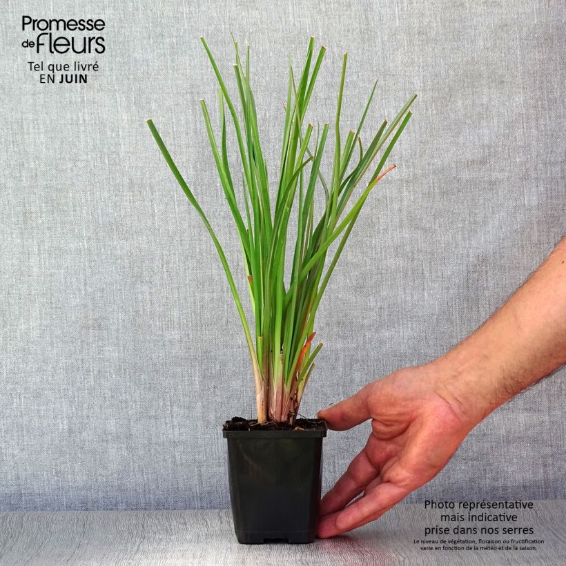 Kniphofia uvaria - Red Hot Poker 8/9 cm pot sample as delivered in summer