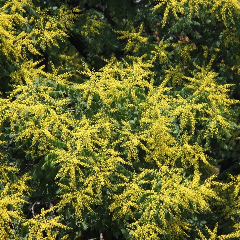 Koelreuteria paniculata (Flowering)