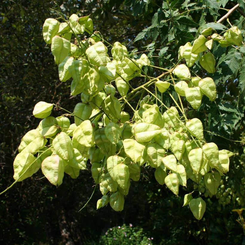 Koelreuteria paniculata (Harvest)