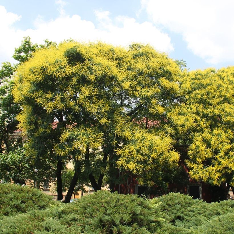 Koelreuteria paniculata (Plant habit)