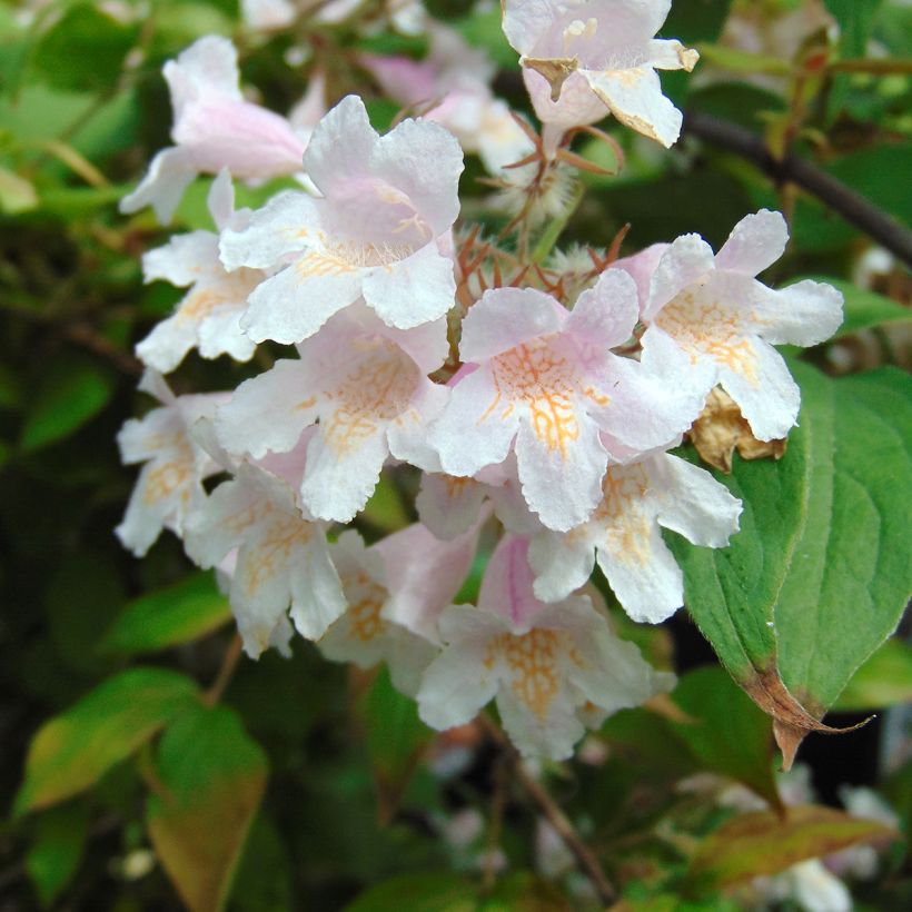 Kolkwitzia amabilis - Beauty Bush (Flowering)