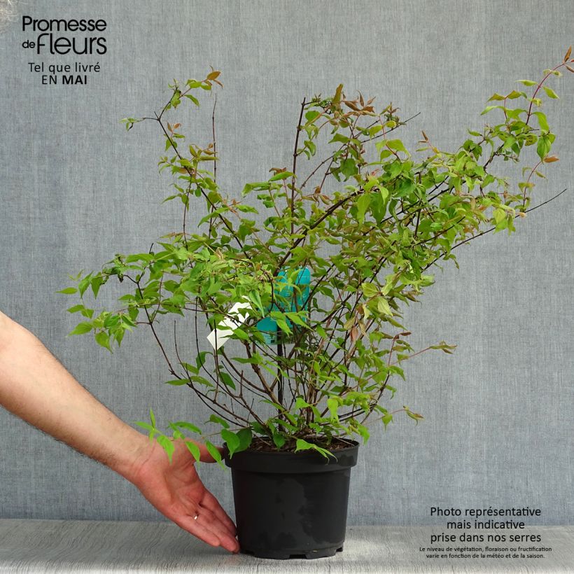 Kolkwitzia amabilis - Beauty Bush 3L/4L pot sample as delivered in spring