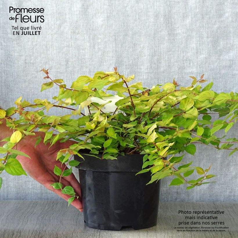Kolkwitzia amabilis Maradco - Beauty Bush 3L/4L pot sample as delivered in summer