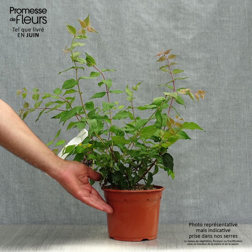 Kolkwitzia amabilis Pink Cloud - Beauty Bush 3L/4L pot sample as delivered in summer