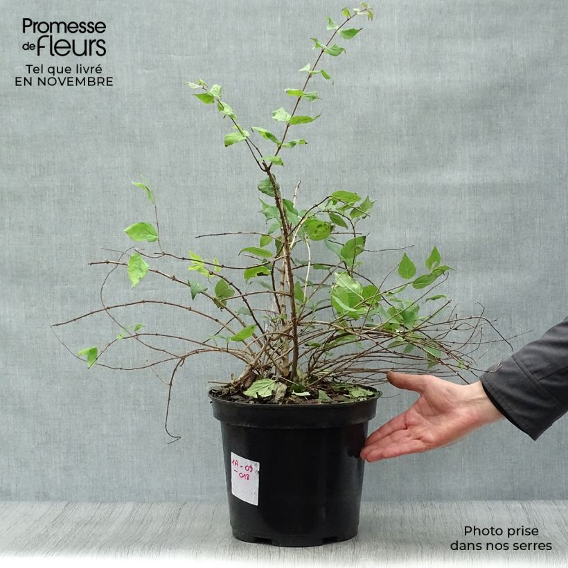 Kolkwitzia amabilis Pink Cloud - Beauty Bush 6L/7L pot sample as delivered in autumn