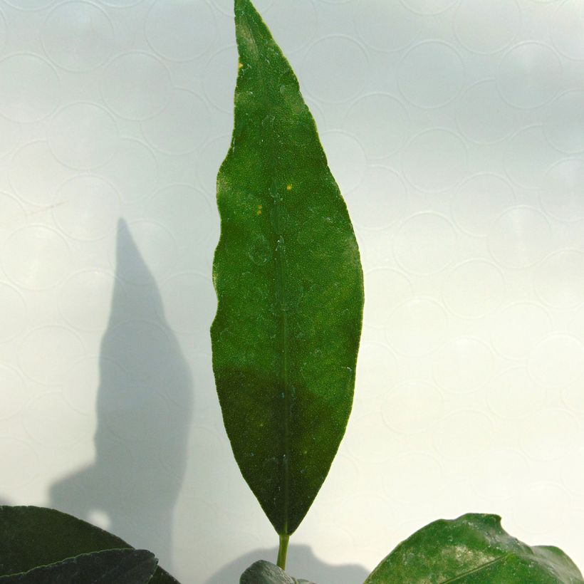 Marumi Kumquat - Fortunella japonica (Foliage)