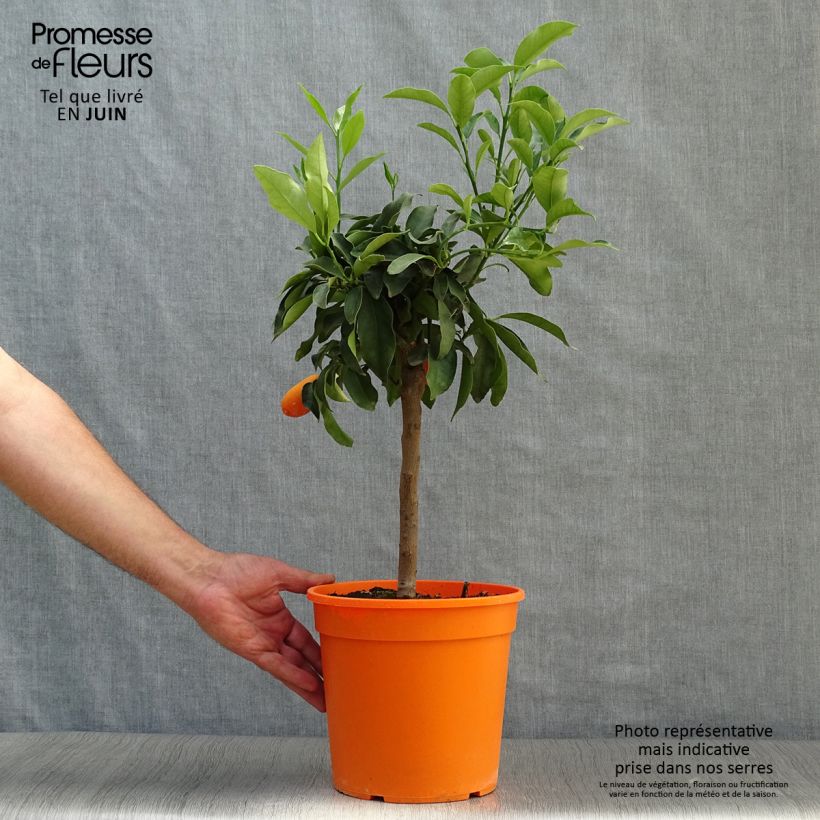 Kumquat Fukushu - Fortunella obovata 4L/5L pot, Quarter standard sample as delivered in summer