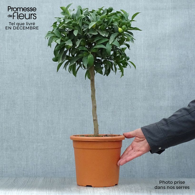 Marumi Kumquat - Fortunella japonica 4L/5L pot, Quarter standard sample as delivered in winter