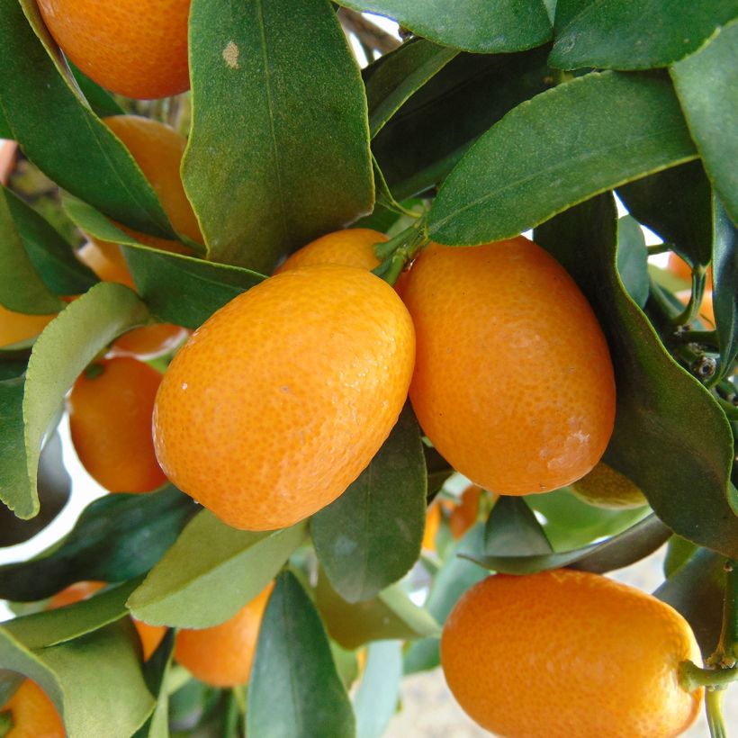 Kumquat Nagami - Fortunella margarita (Harvest)