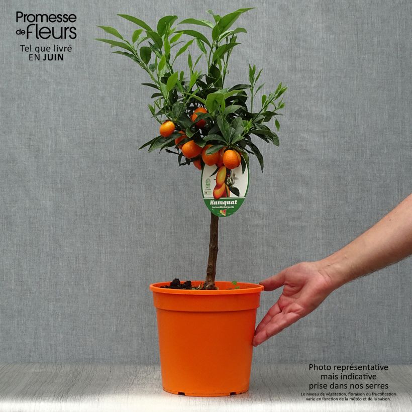 Kumquat Nagami - Fortunella margarita 4L/5L pot, Quarter standard sample as delivered in summer