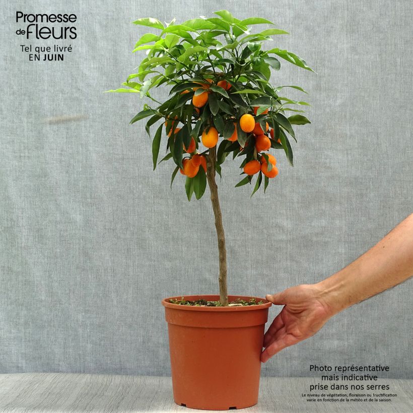 Oval-fruited Kumquat - Fortunella margarita 4L/5L pot sample as delivered in summer