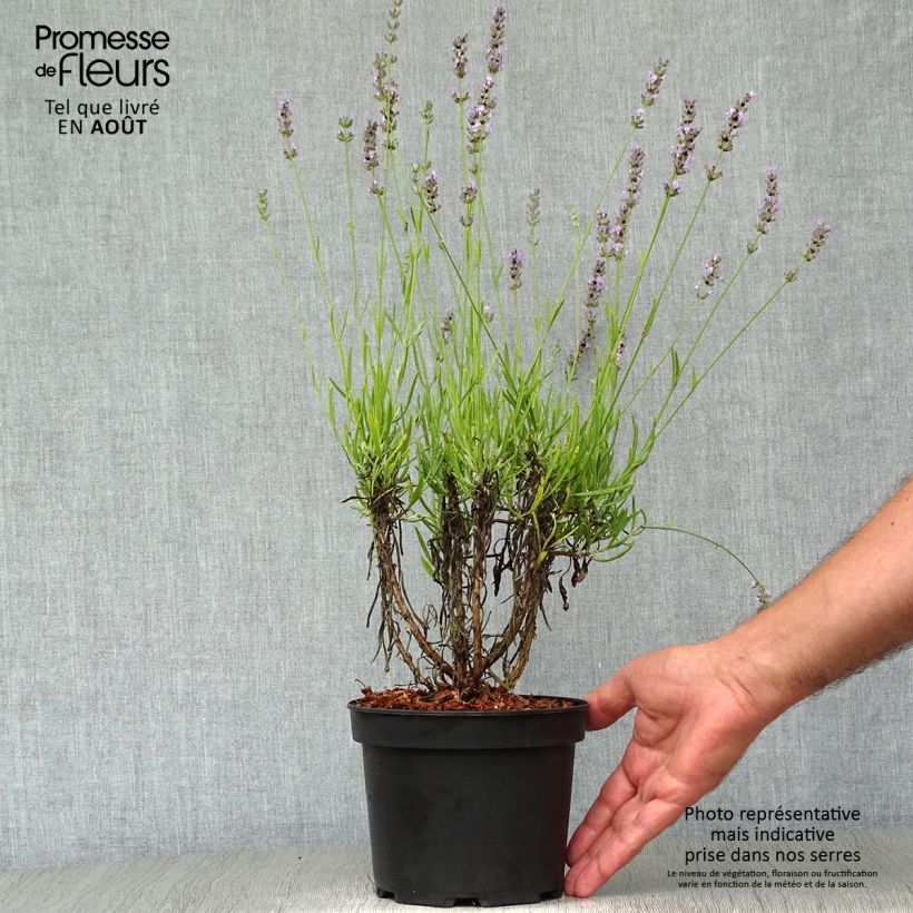 Lavandula intermedia Grappenhall - Lavandin 2L/3L pot sample as delivered in summer