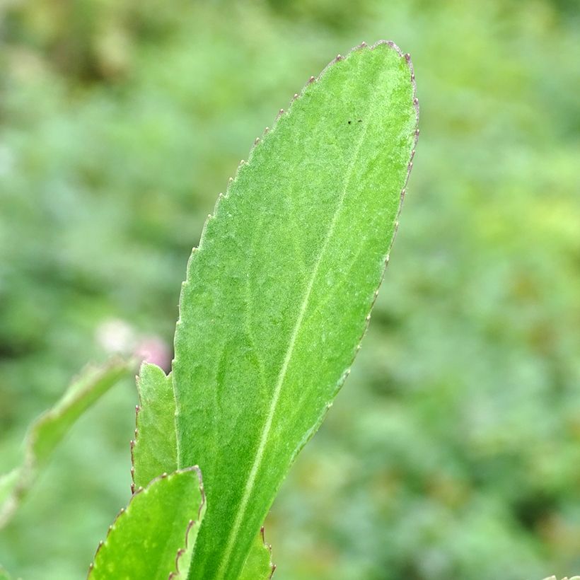 Leucanthemum superbum Becky - Shasta Daisy (Foliage)
