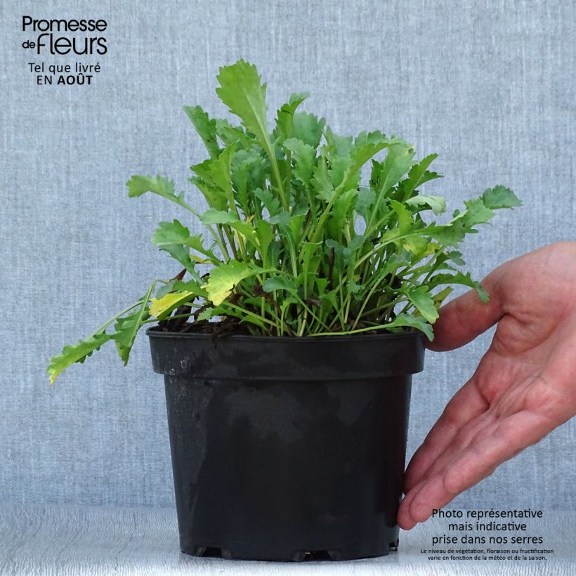 Leucanthemum vulgare Maikonigin 2L/3L pot sample as delivered in summer