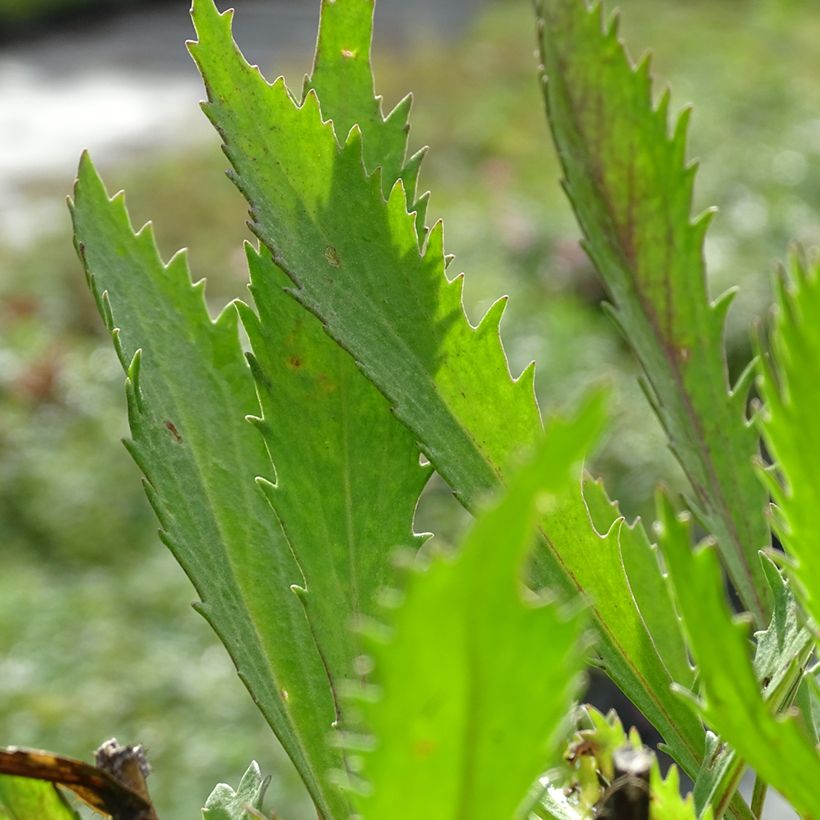 Leucanthemum Petite Princesse d'Argent - Shasta Daisy (Foliage)