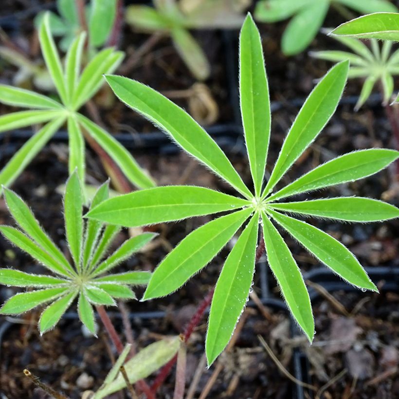 Lupinus polyphyllus Minaret (Foliage)