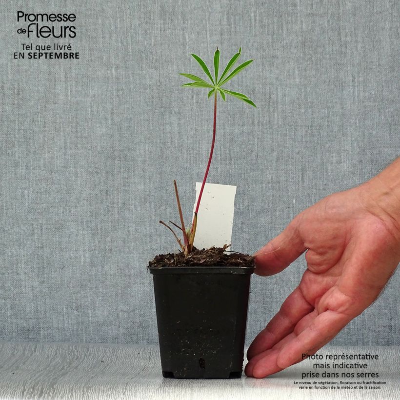 Lupinus polyphyllus Minaret 8/9 cm pot sample as delivered in autumn