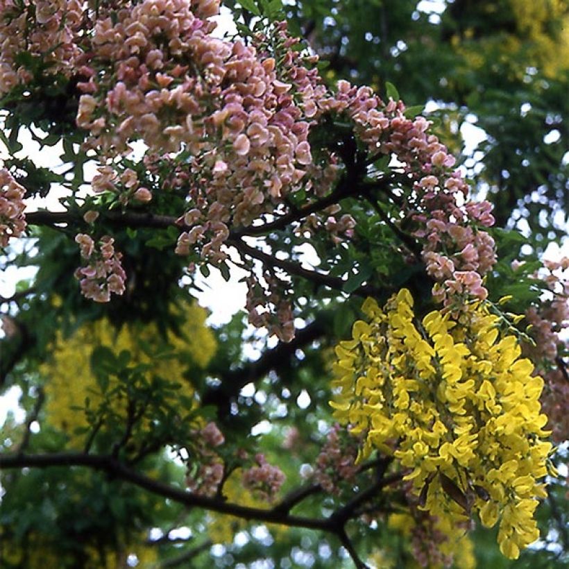 +Laburnocytisus adamii  (Flowering)