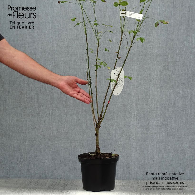 +Laburnocytisus adamii  4L/5L pot sample as delivered in autumn