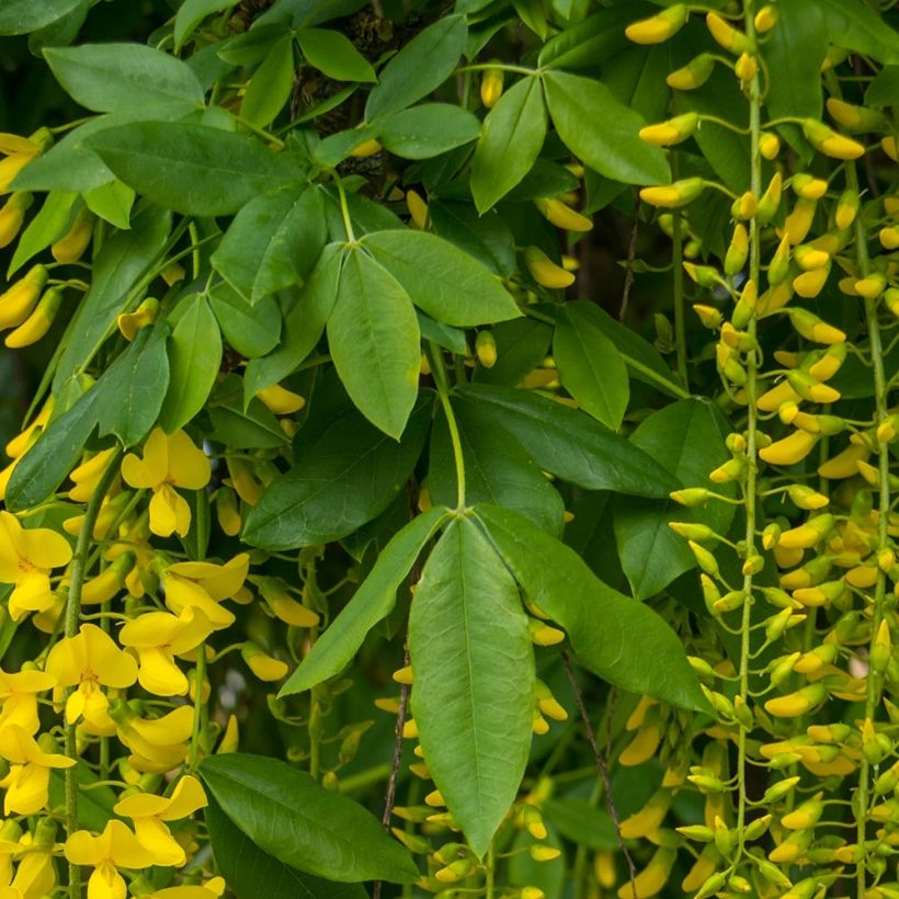 Laburnum alpinum Pendulum (Foliage)