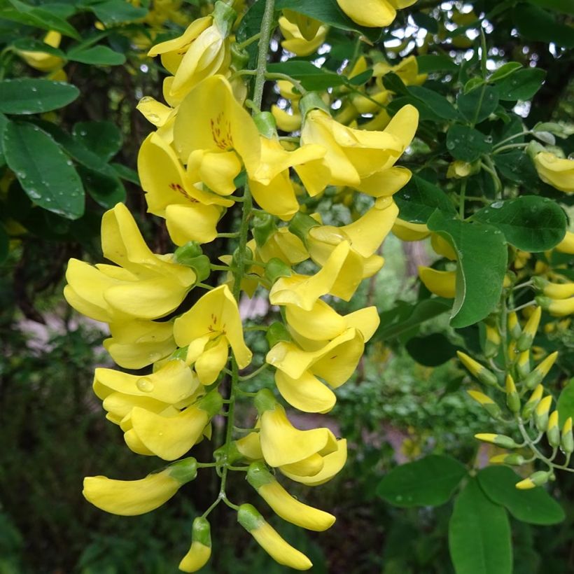 Laburnum alpinum Pendulum (Flowering)