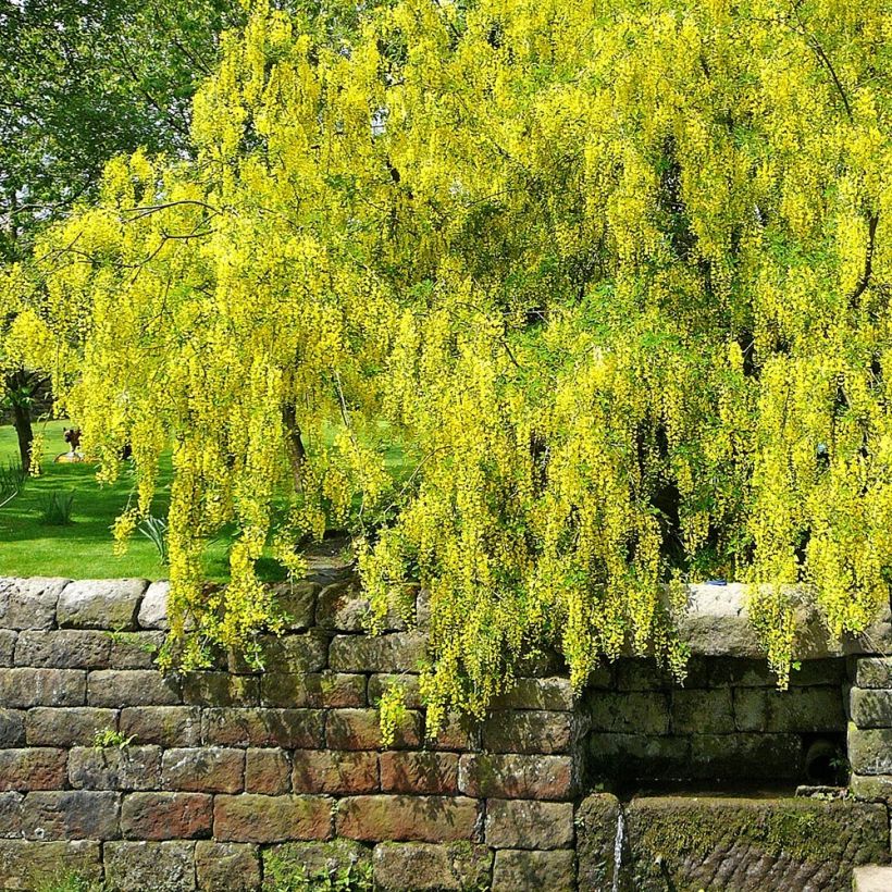 Laburnum alpinum Pendulum (Plant habit)