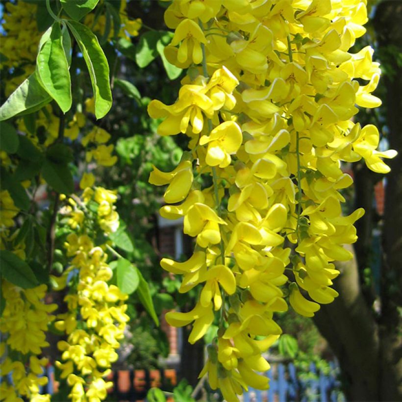 Laburnum anagyroides (Flowering)