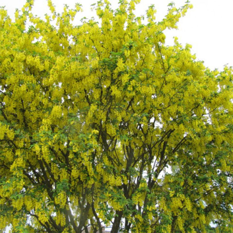 Laburnum anagyroides (Plant habit)