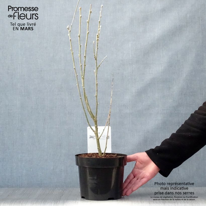 Laburnum anagyroides - Cytise à grappe en pot de 3/4L sample as delivered in spring
