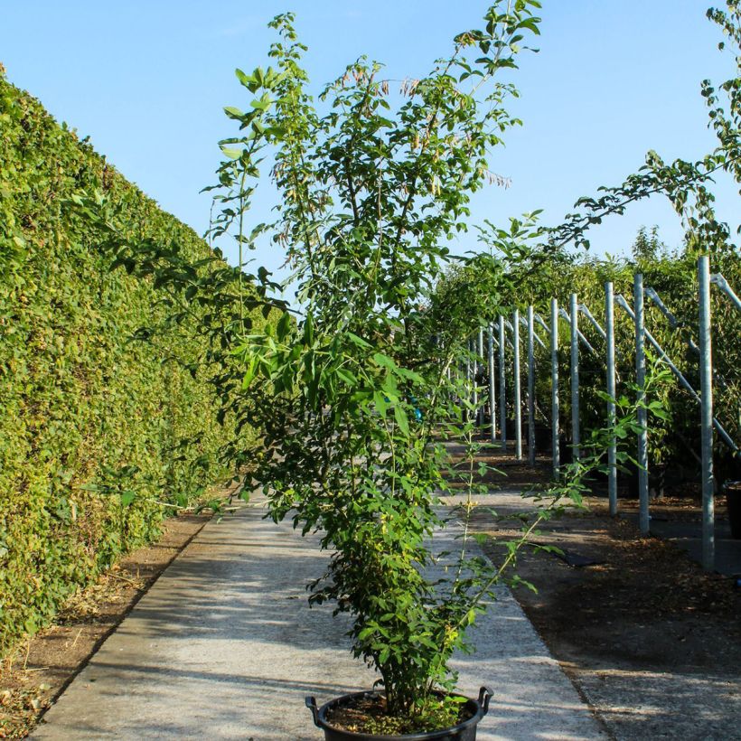 Laburnum anagyroides sample as delivered in spring