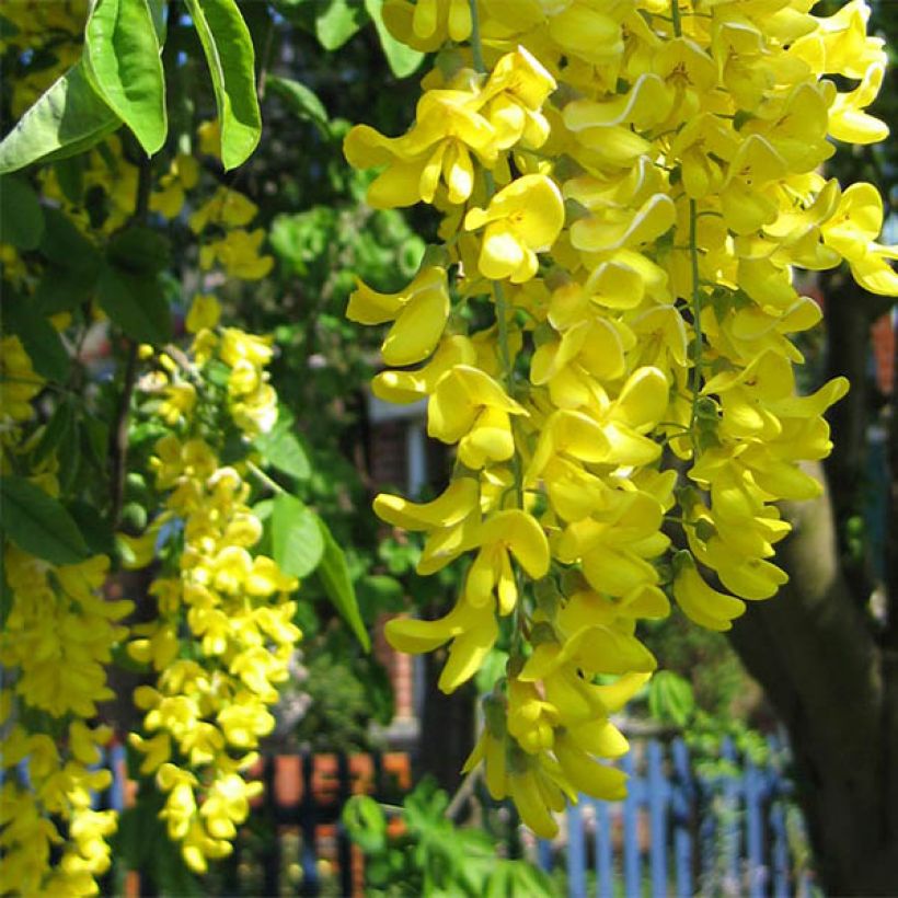 Laburnum x watereri Vossii (Flowering)