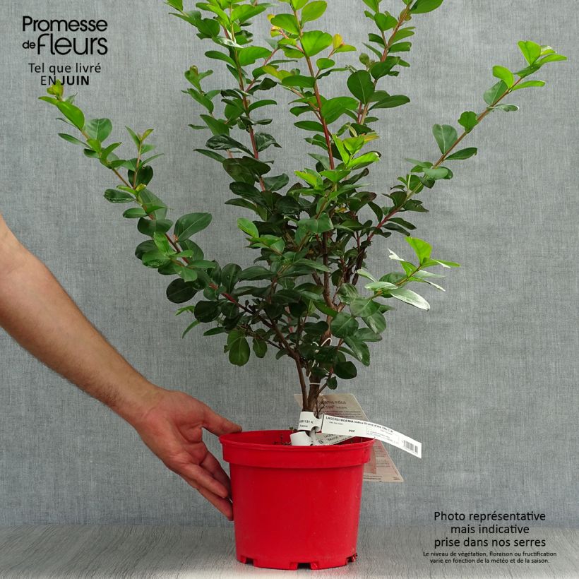 Lagerstroemia indica Braise dEté Indybra - Crape Myrtle 3L/4L pot sample as delivered in summer