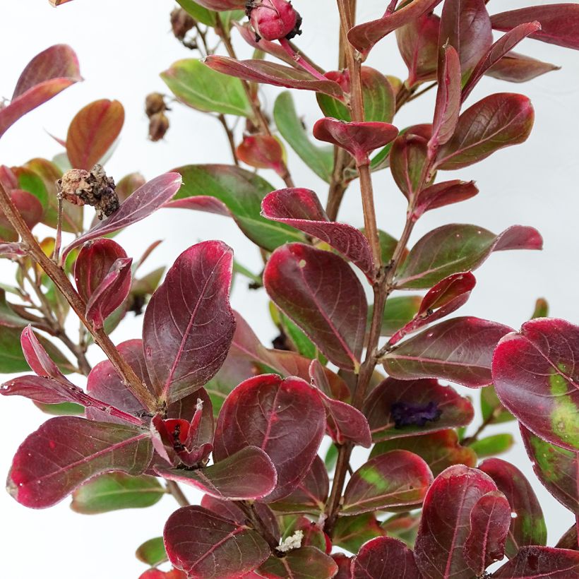 Lagerstroemia indica Braise dEté Indybra - Crape Myrtle (Foliage)