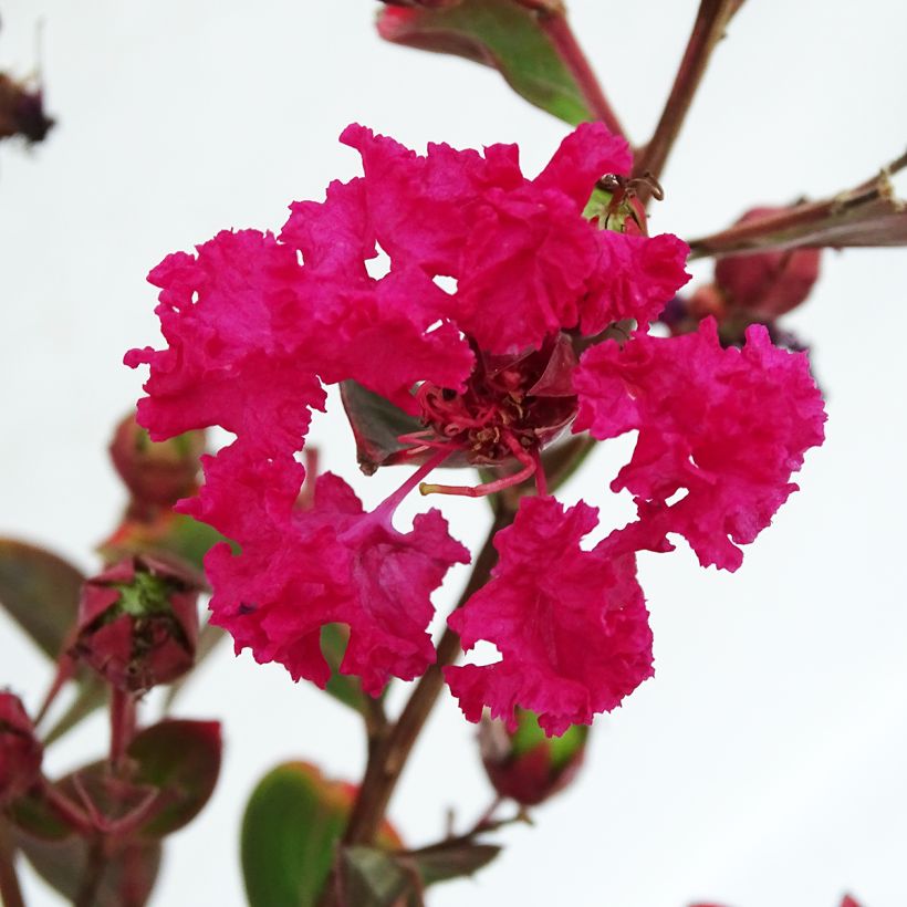 Lagerstroemia indica Braise dEté Indybra - Crape Myrtle (Flowering)