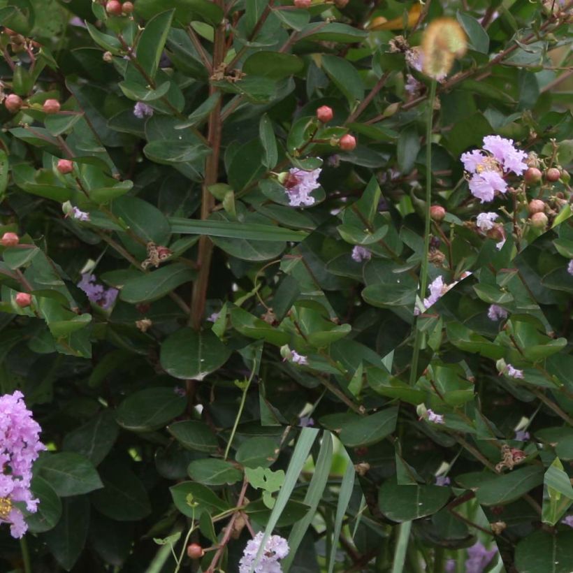 Lagerstroemia indica Camaïeu dEte Indycam - Crape Myrtle (Foliage)