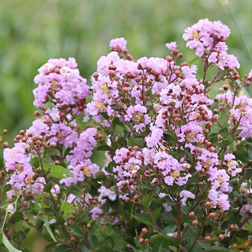 Lagerstroemia indica Camaïeu dEte Indycam - Crape Myrtle (Flowering)