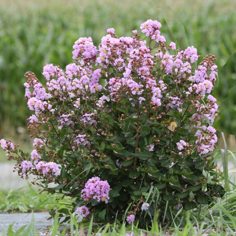 Lagerstroemia indica Camaïeu dEte Indycam - Crape Myrtle (Plant habit)